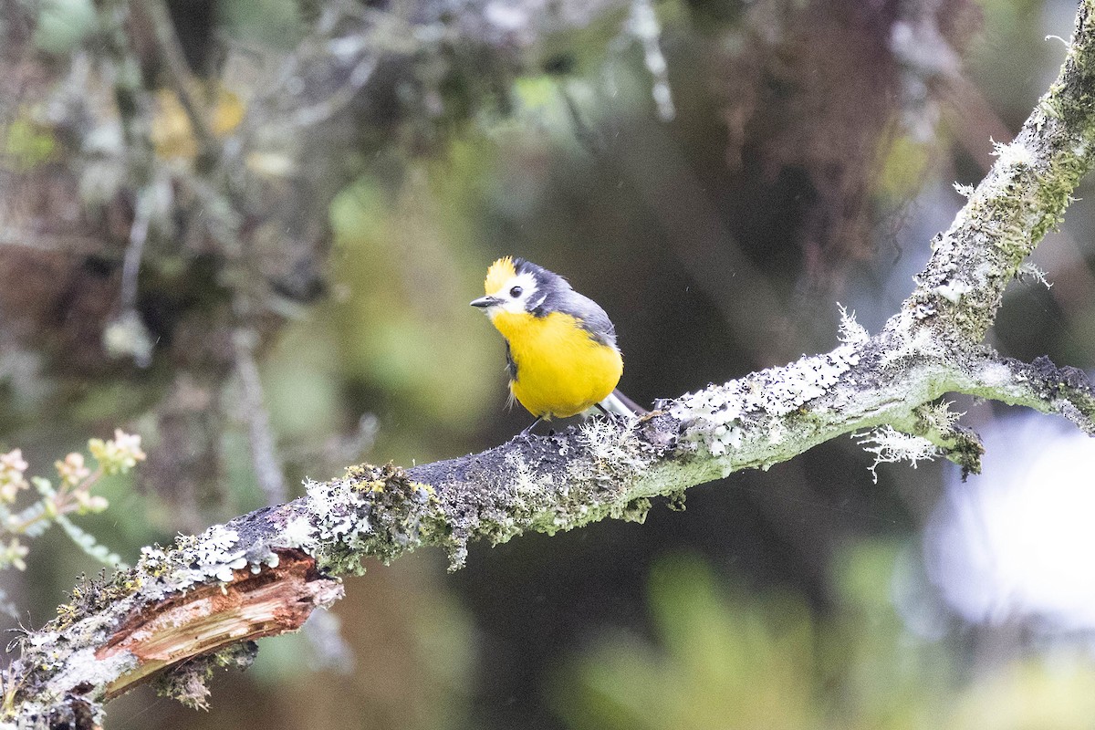 Golden-fronted Redstart (Yellow-fronted) - ML619900554