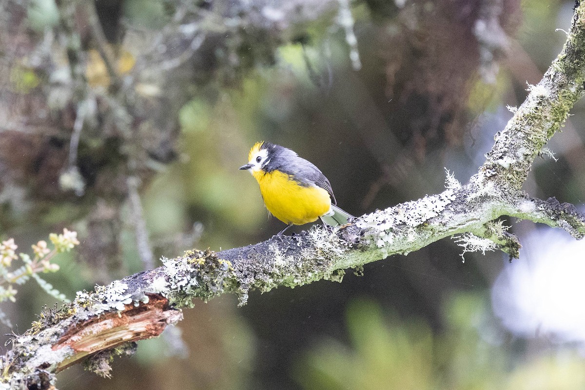 Golden-fronted Redstart (Yellow-fronted) - ML619900567