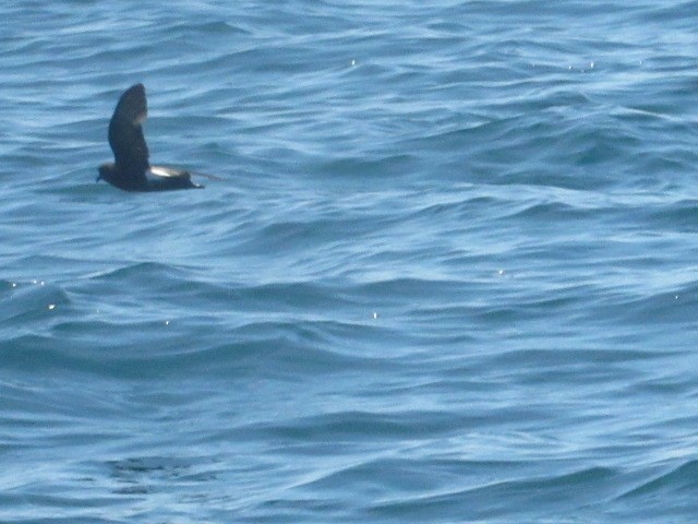 黃蹼洋海燕 - ML619900576