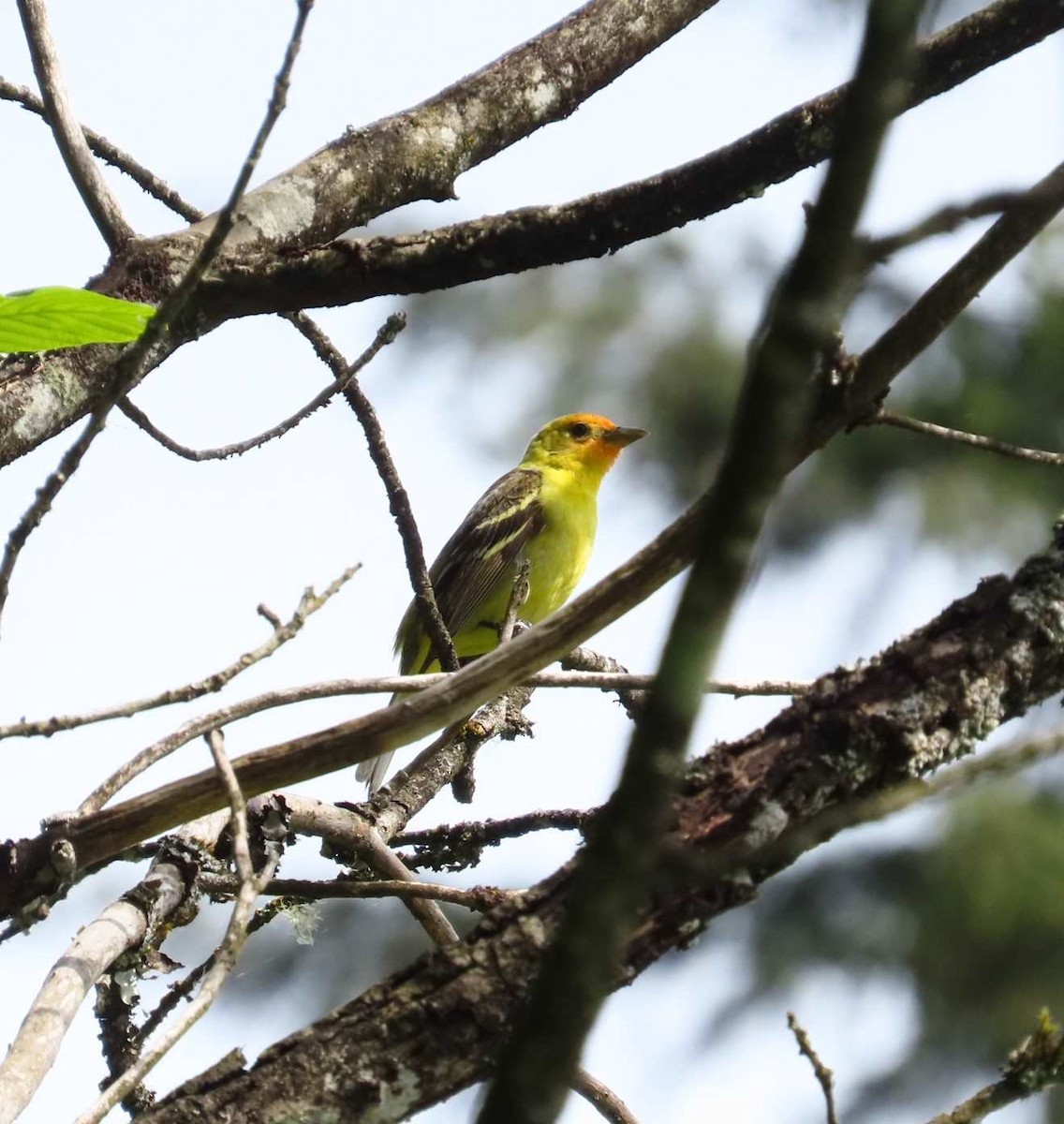 Western Tanager - ML619900592