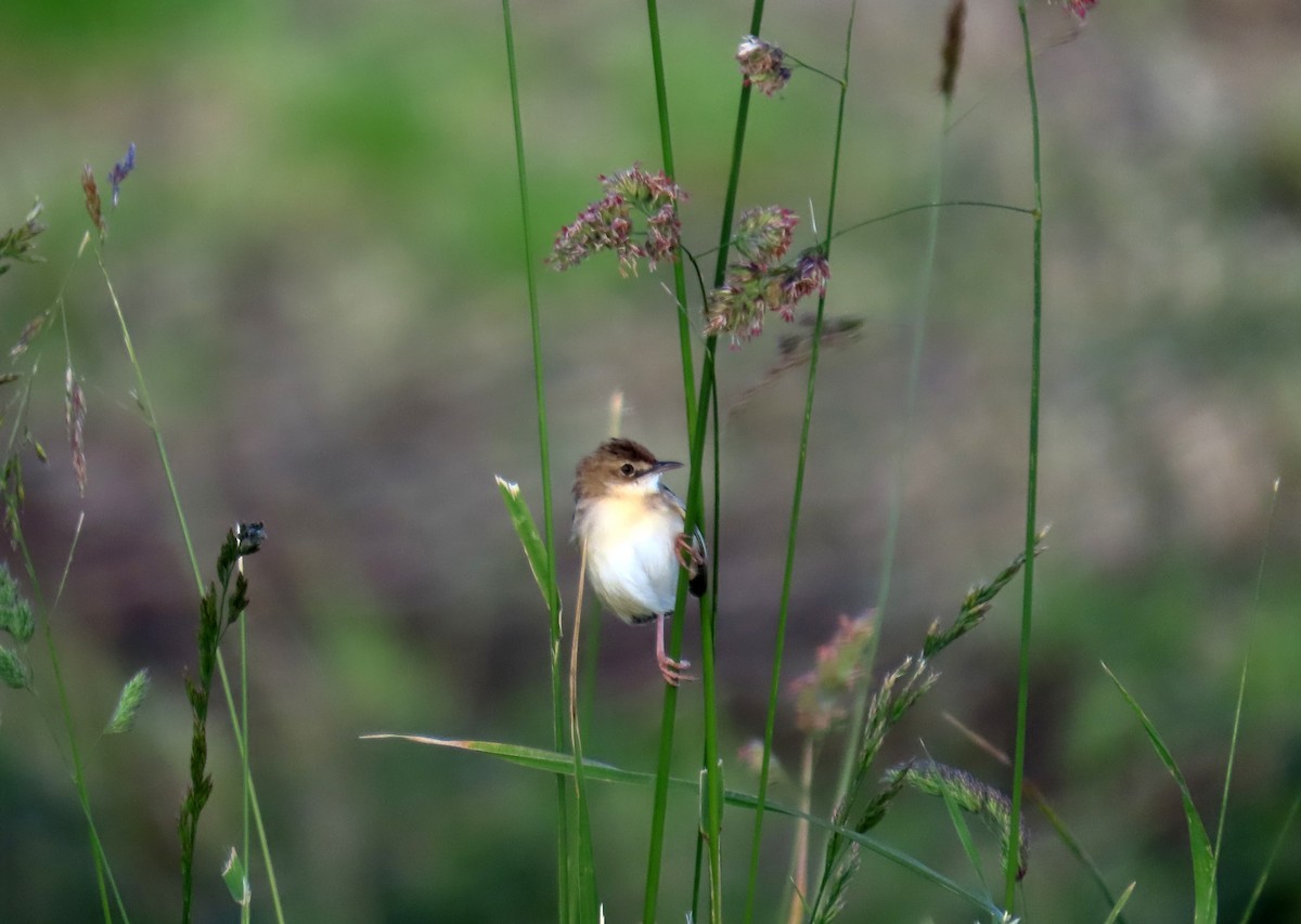 Zitting Cisticola - ML619900595