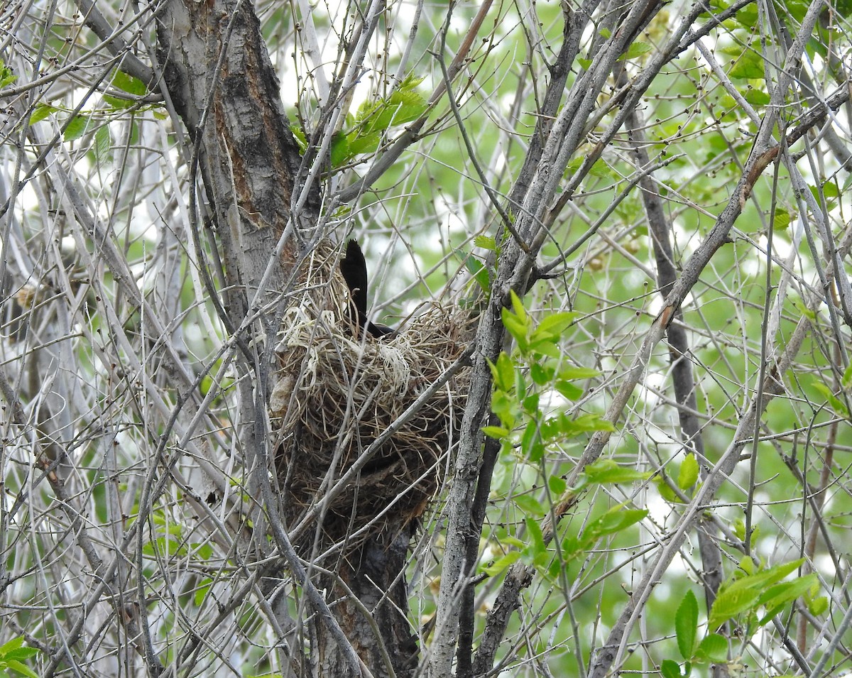 Common Grackle - ML619900602