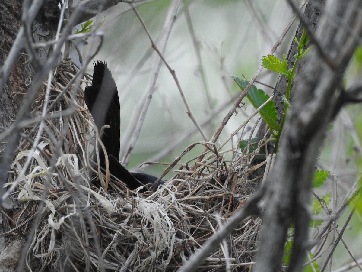 Common Grackle - Shane Sater