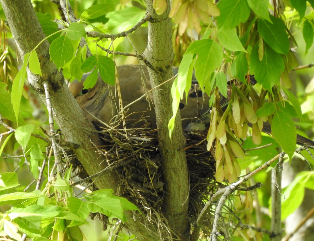 Mourning Dove - ML619900610