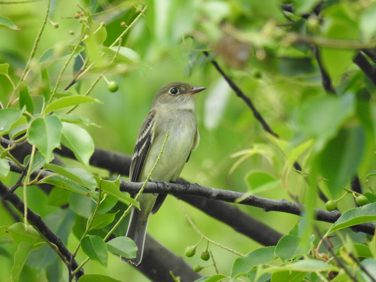 Alder Flycatcher - ML619900614