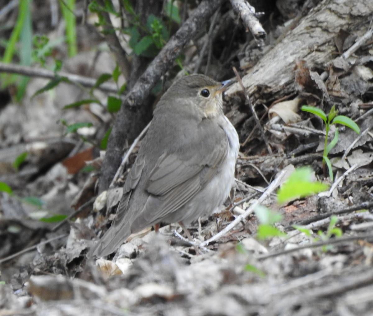 Swainson's Thrush - ML619900618