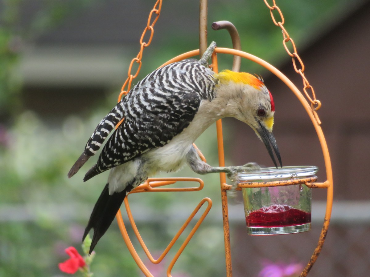 Golden-fronted Woodpecker - ML619900633