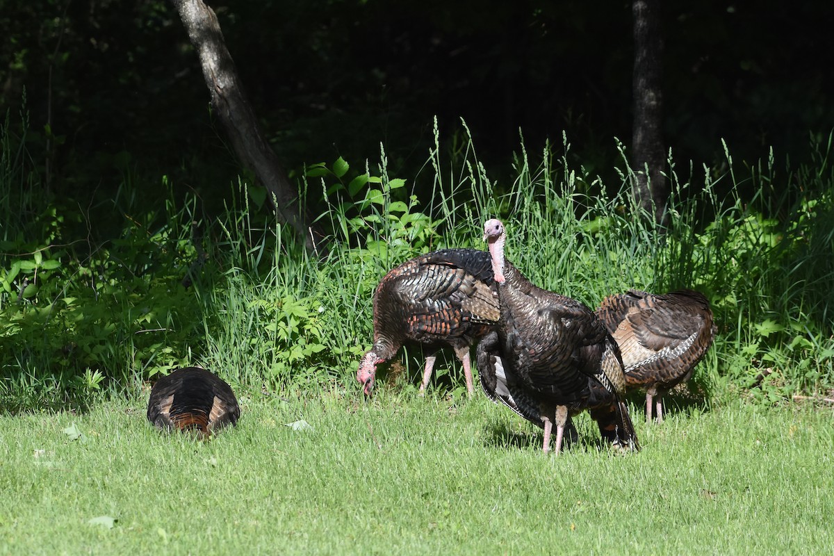 Wild Turkey - ML619900637