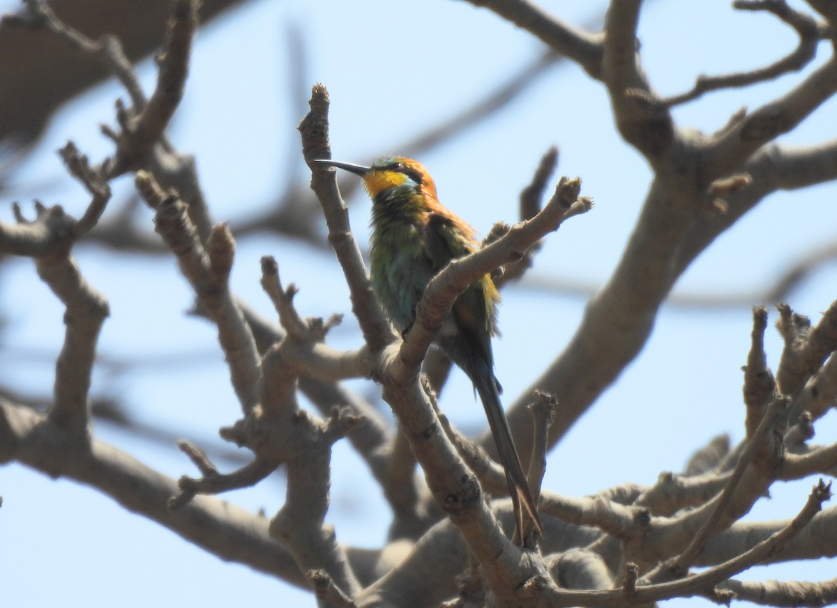 Swallow-tailed Bee-eater - ML619900639