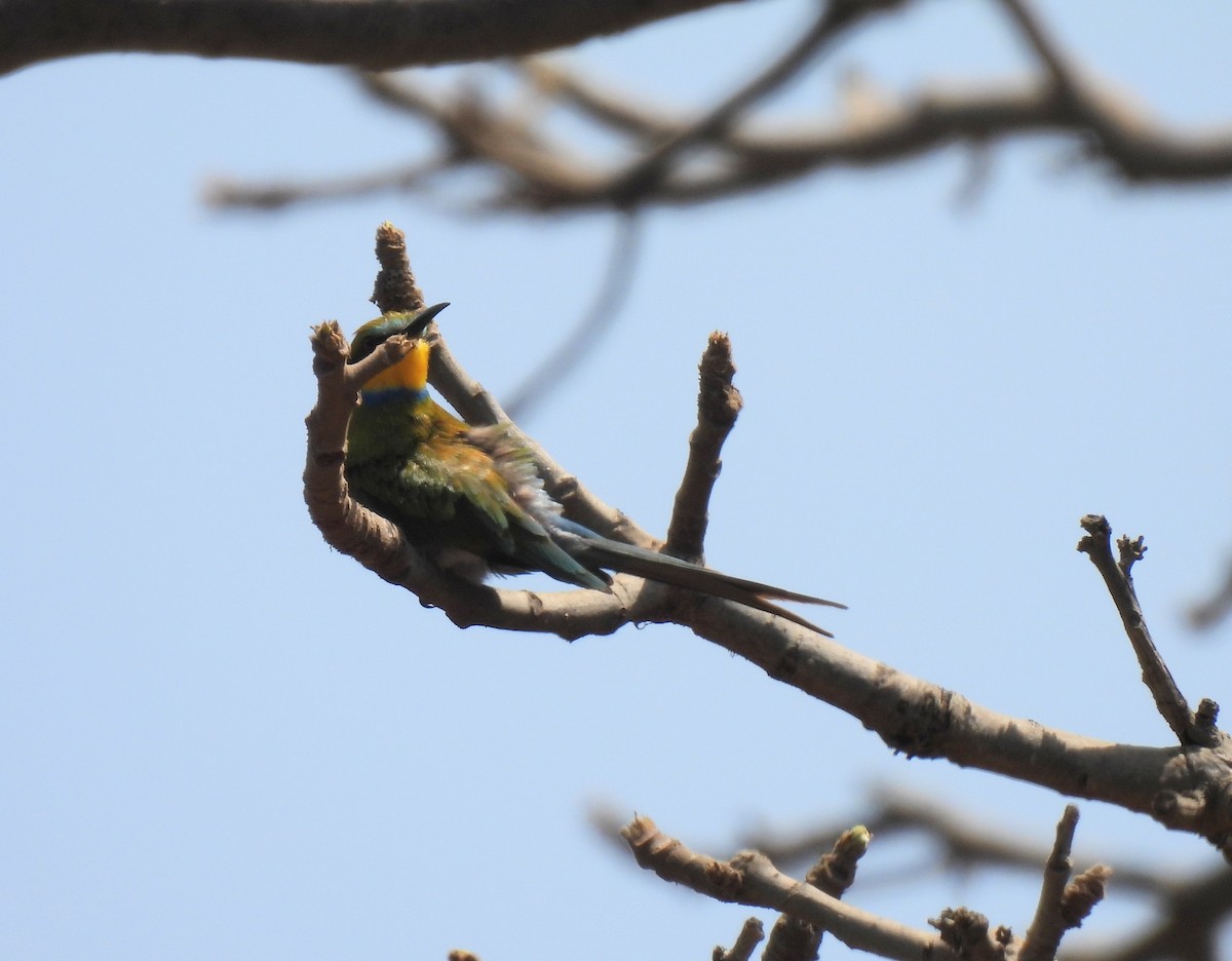 Swallow-tailed Bee-eater - ML619900640