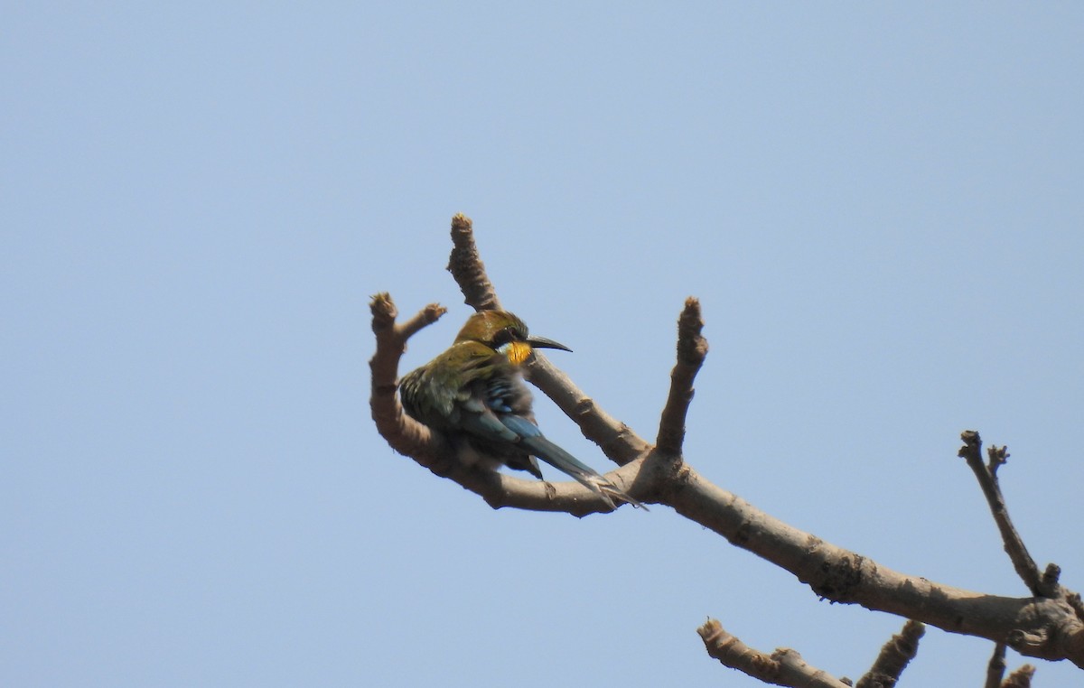 Swallow-tailed Bee-eater - ML619900641