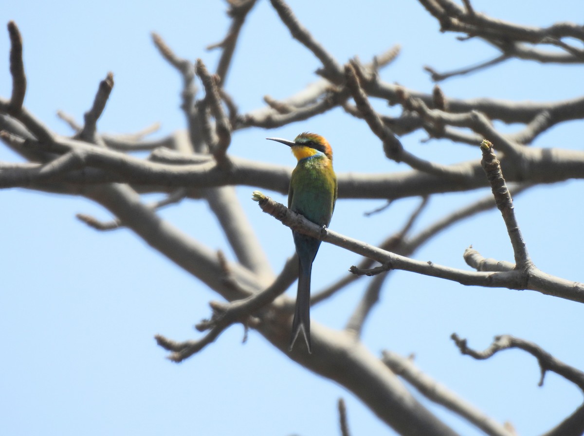 Swallow-tailed Bee-eater - ML619900642