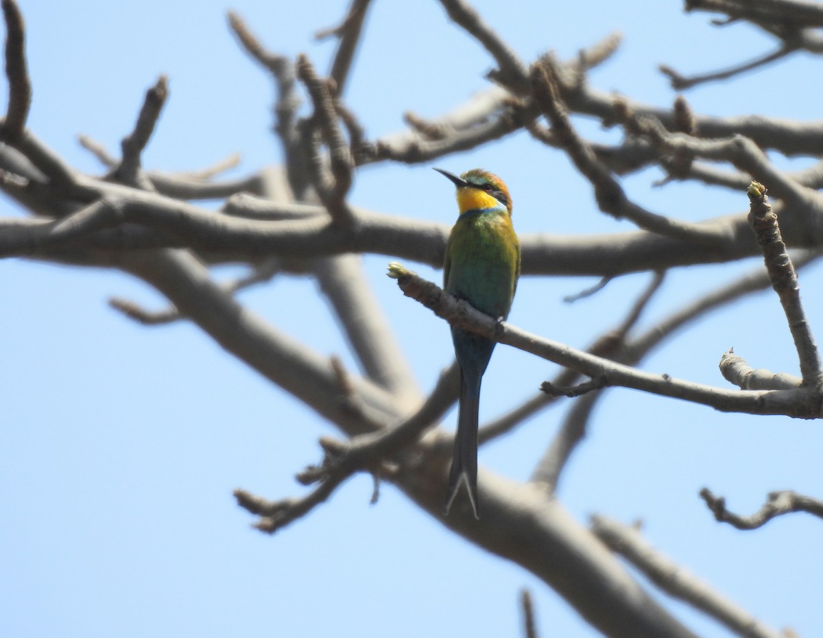 Swallow-tailed Bee-eater - ML619900643