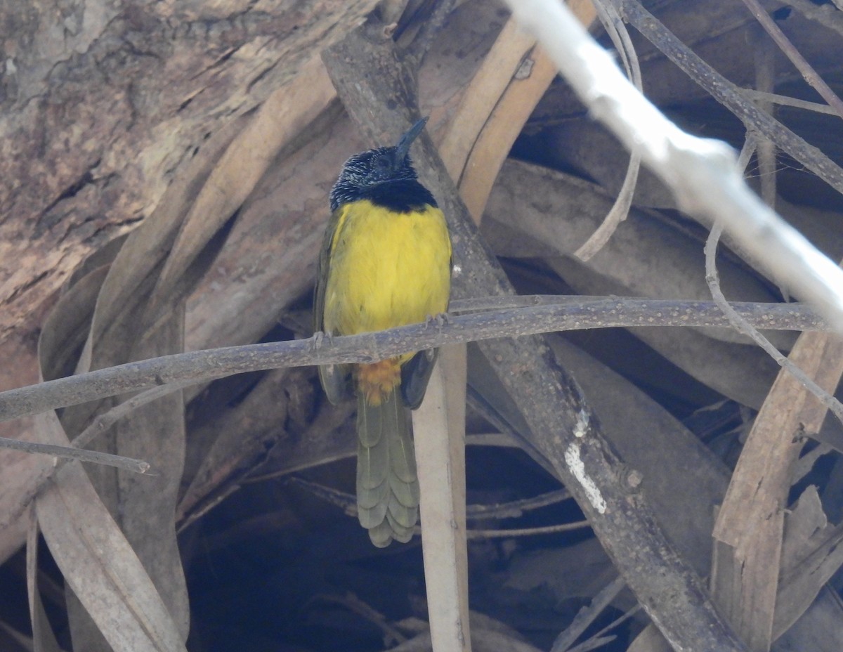 Oriole Warbler - ML619900668