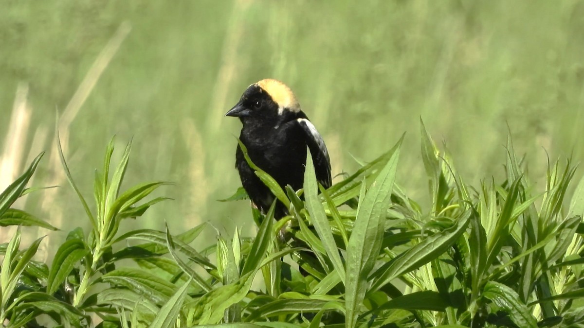 bobolink americký - ML619900670