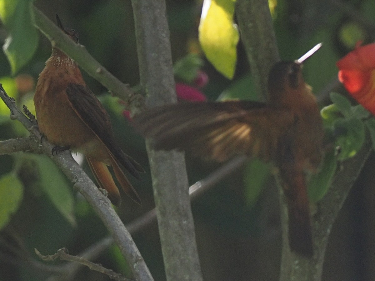 kolibřík duhovohřbetý - ML619900673