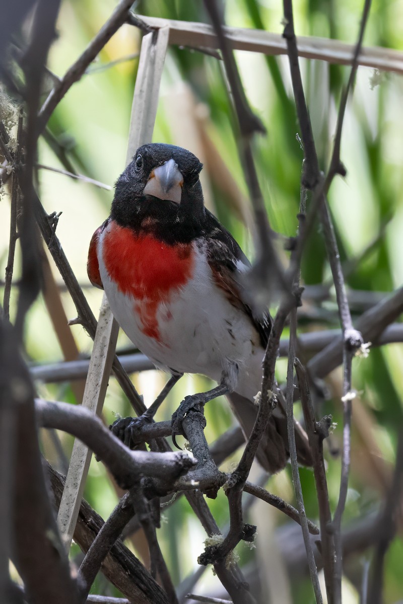 Cardinal à poitrine rose - ML619900676