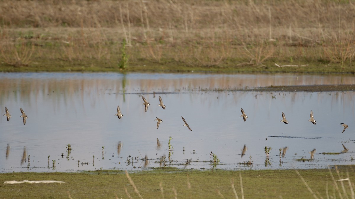 Semipalmated Sandpiper - ML619900678