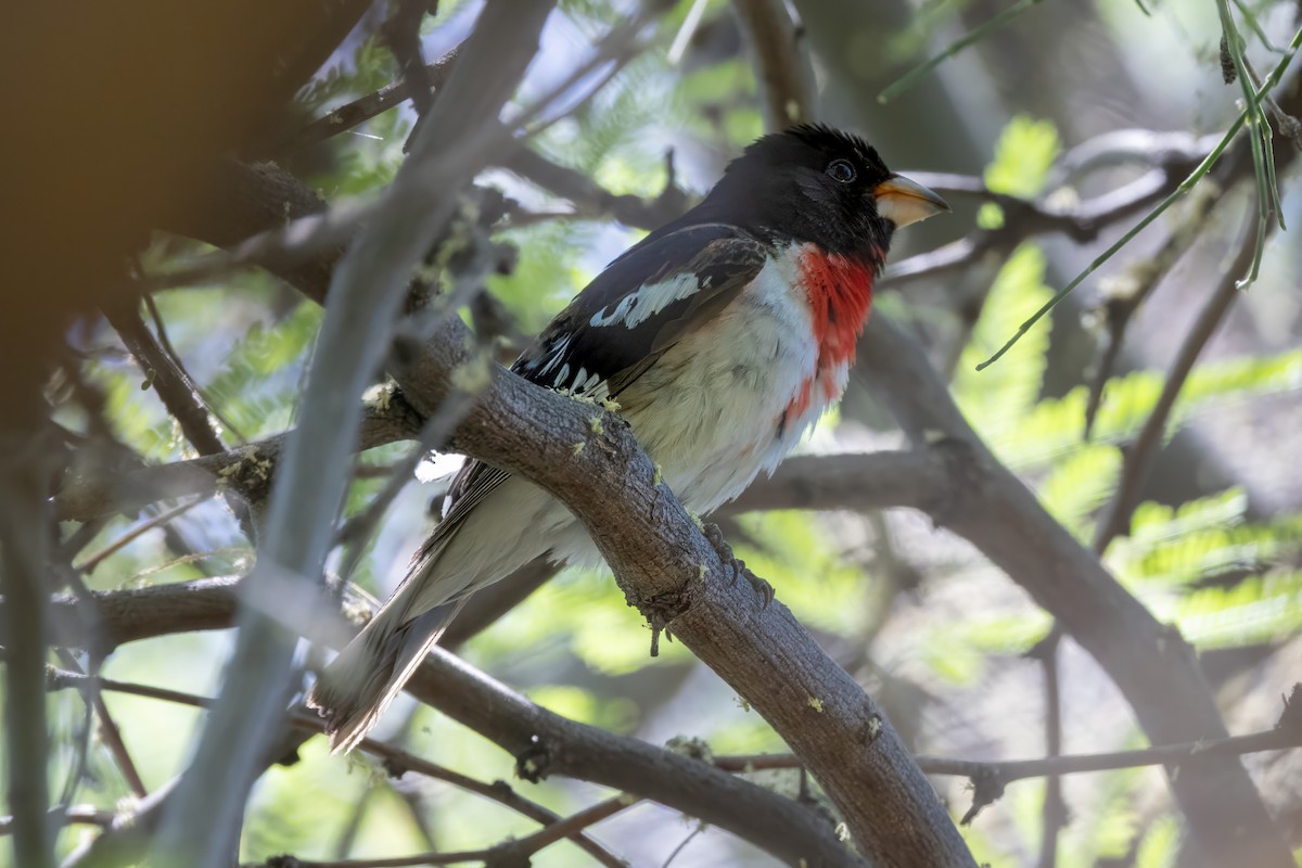 Rose-breasted Grosbeak - ML619900681