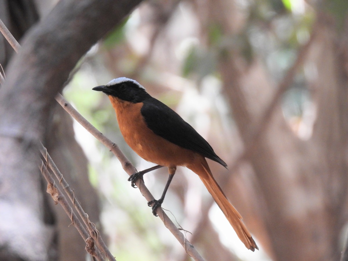 White-crowned Robin-Chat - ML619900693