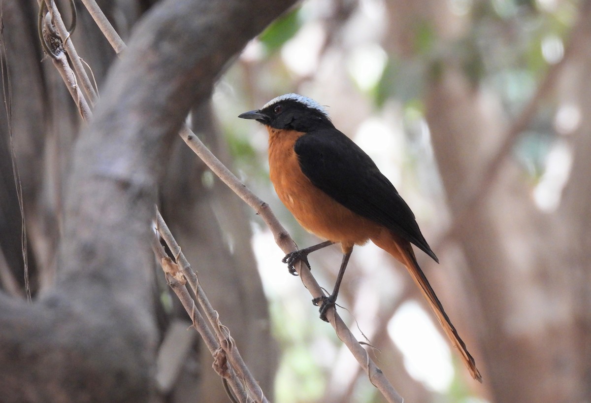 White-crowned Robin-Chat - ML619900694