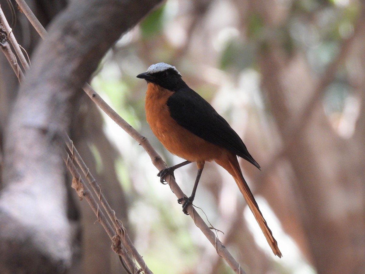 White-crowned Robin-Chat - ML619900695