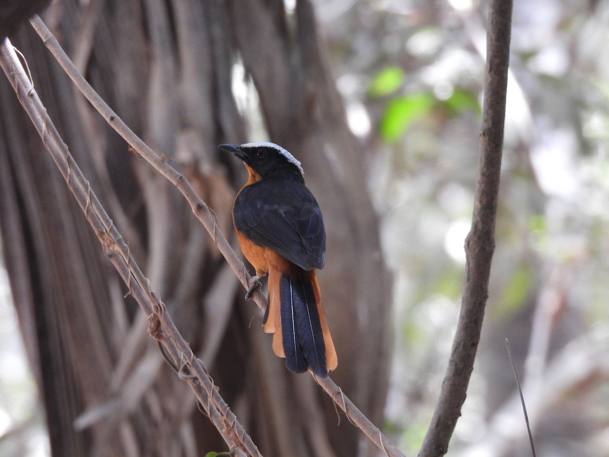 White-crowned Robin-Chat - ML619900697