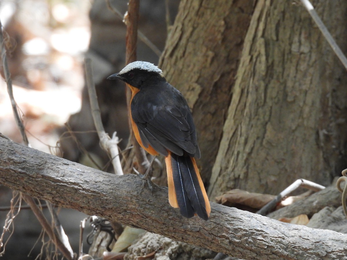 White-crowned Robin-Chat - ML619900698