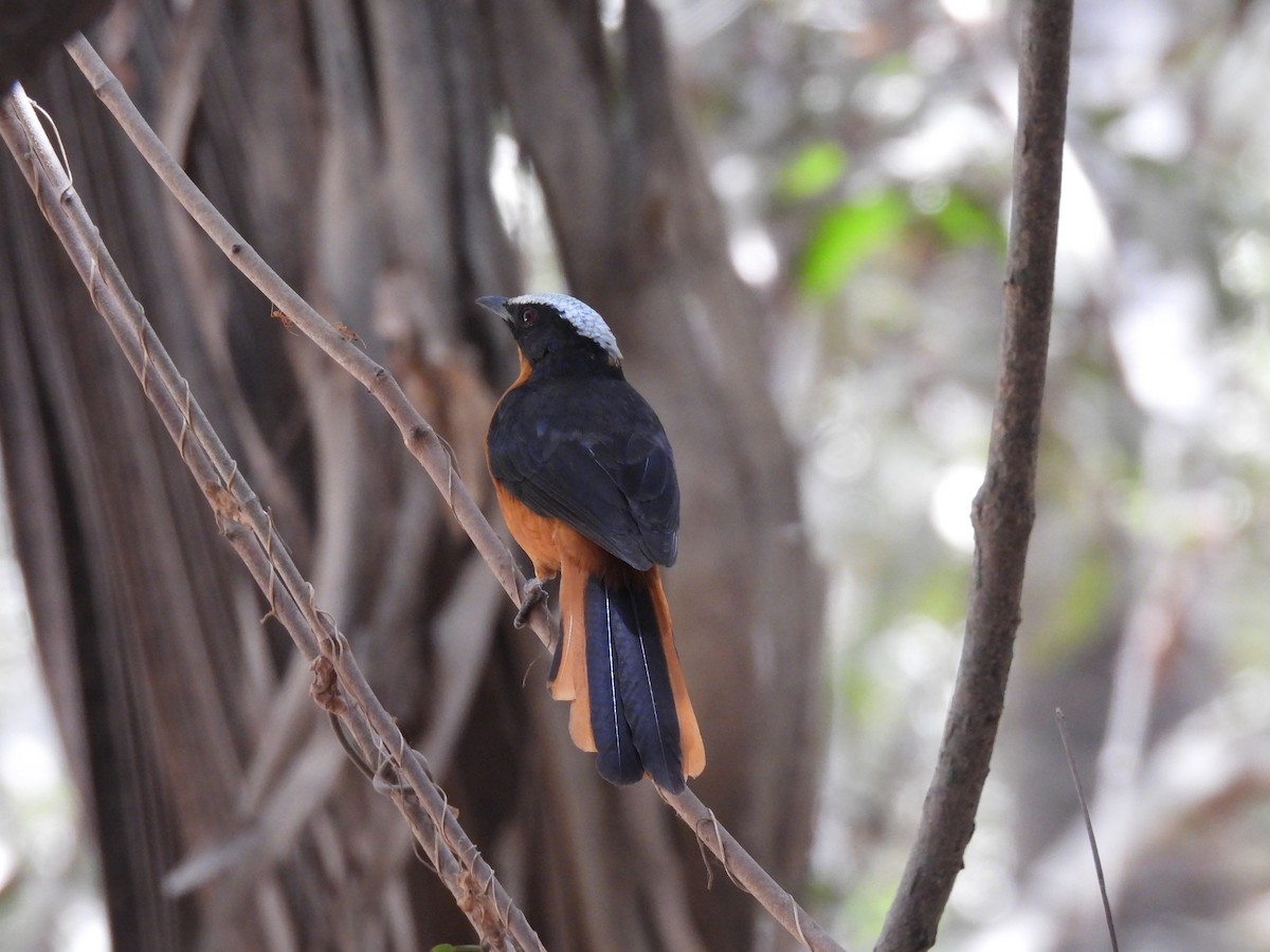 White-crowned Robin-Chat - ML619900699
