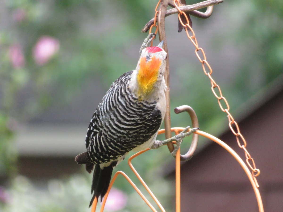 Golden-fronted Woodpecker - ML619900704