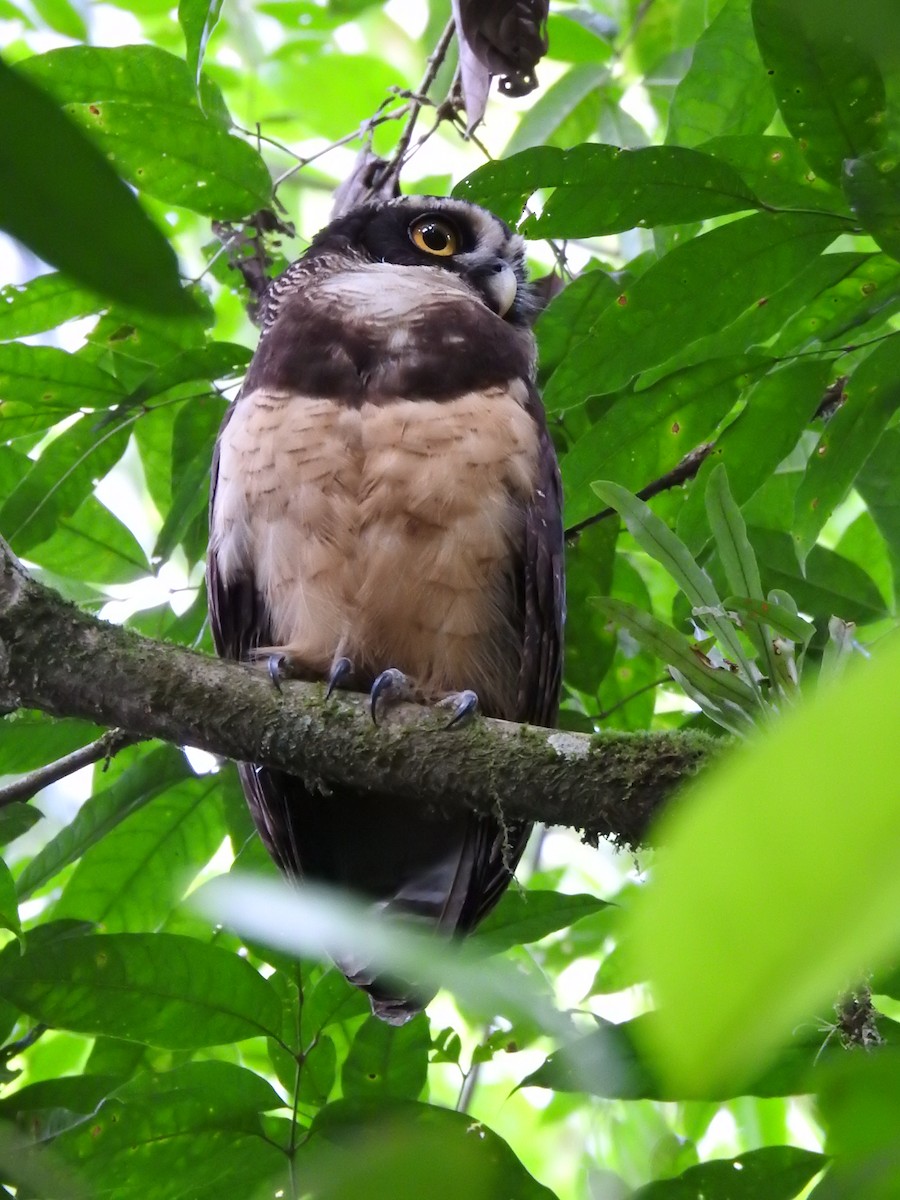 Spectacled Owl - ML619900715