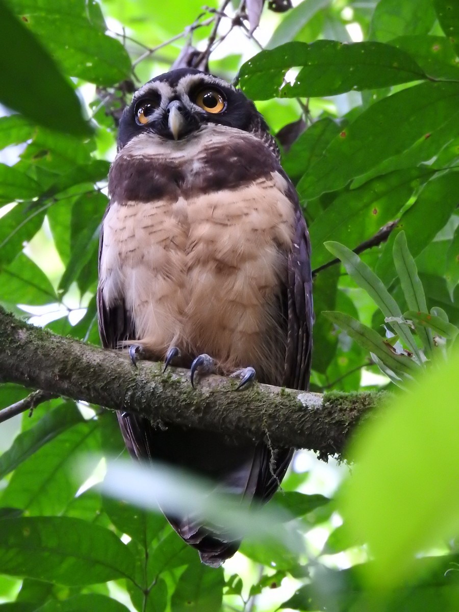 Spectacled Owl - ML619900717