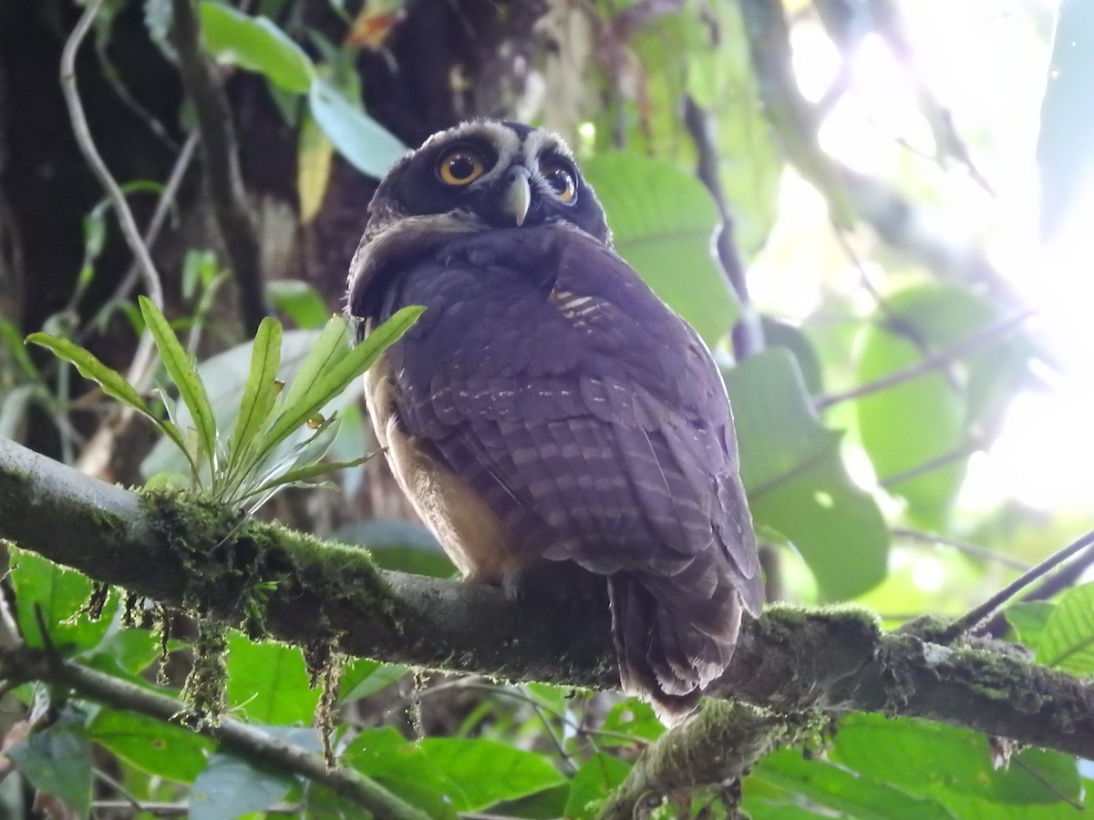 Spectacled Owl - ML619900718