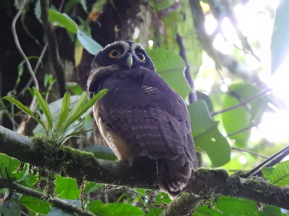 Spectacled Owl - ML619900719