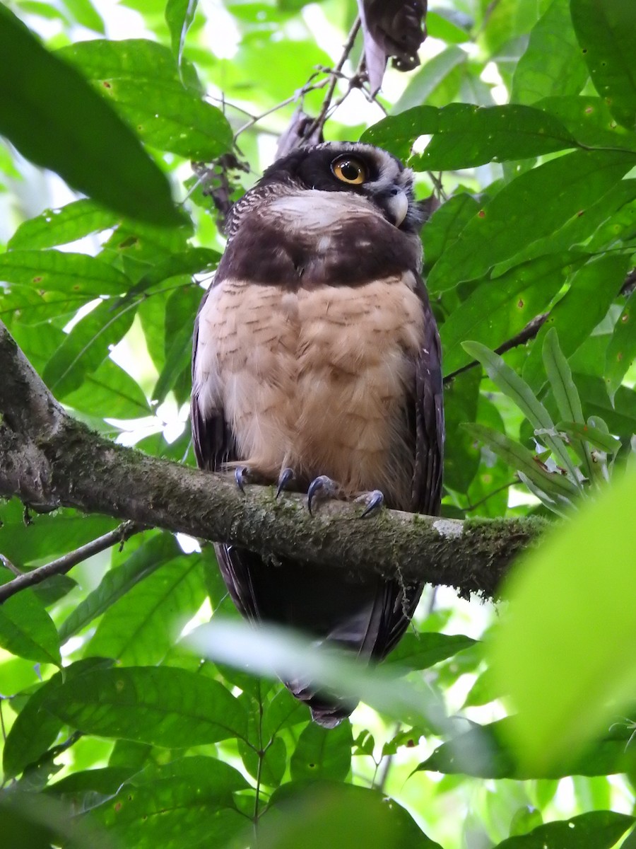 Spectacled Owl - ML619900721