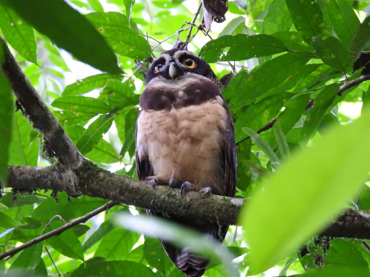Spectacled Owl - ML619900722