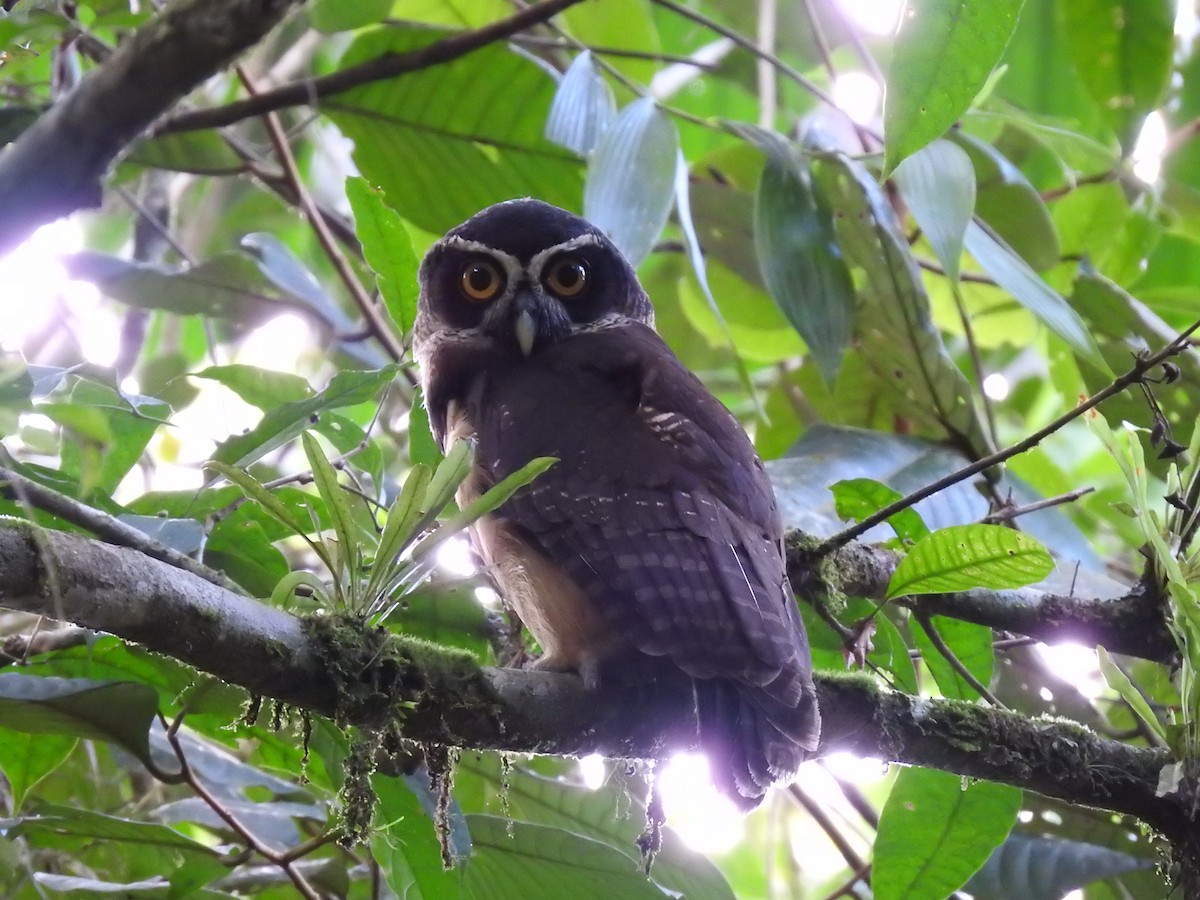 Spectacled Owl - ML619900723