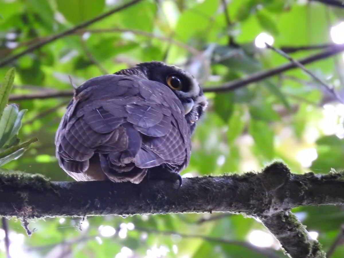 Spectacled Owl - ML619900724