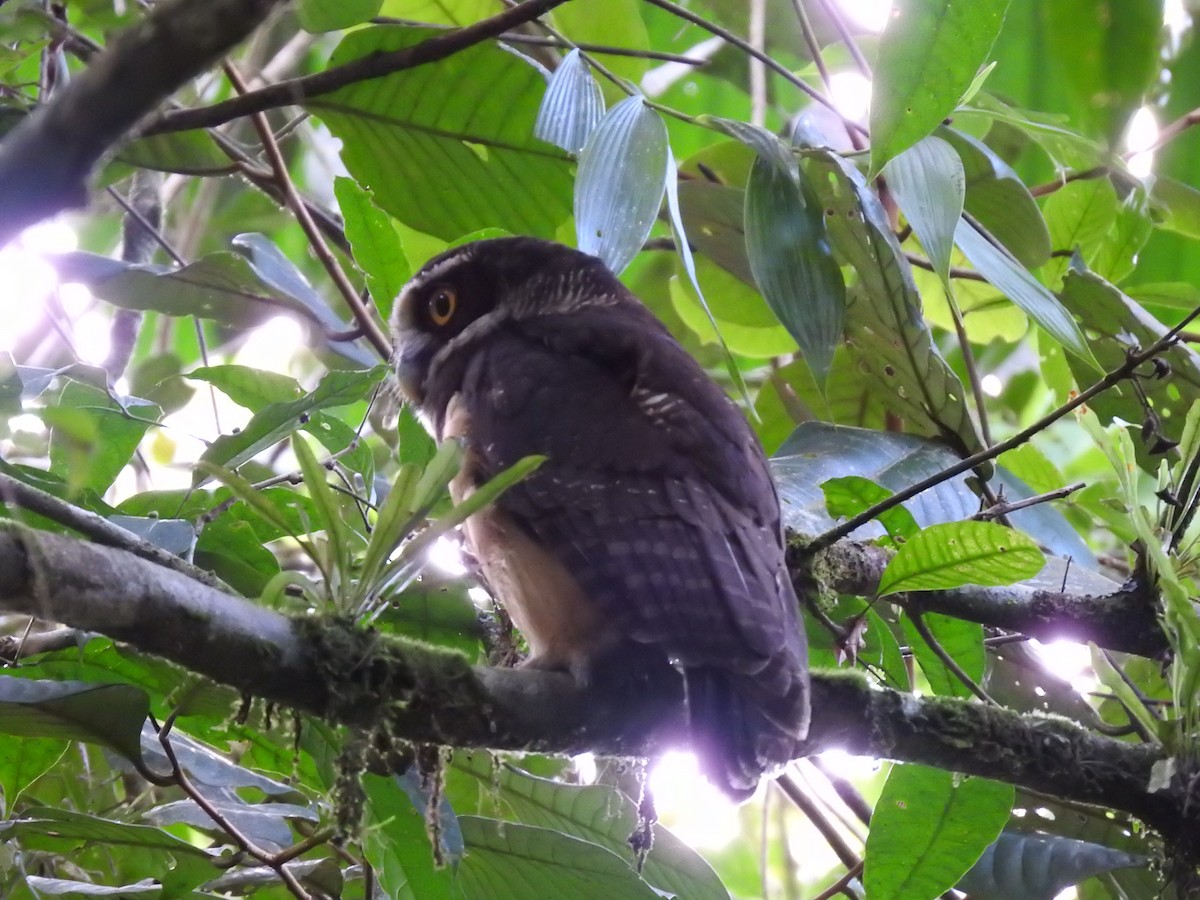 Spectacled Owl - ML619900728