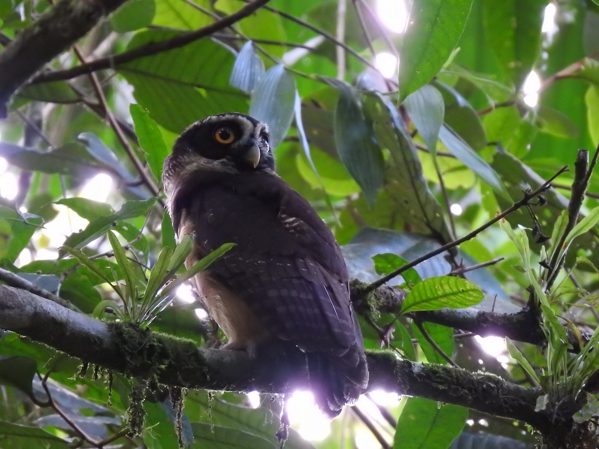 Spectacled Owl - ML619900729
