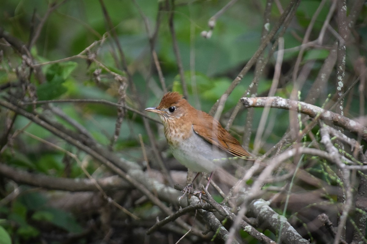 Veery - ML619900730