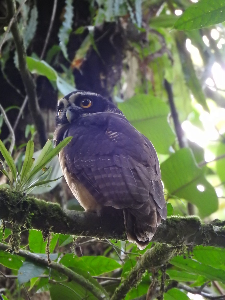 Spectacled Owl - ML619900732