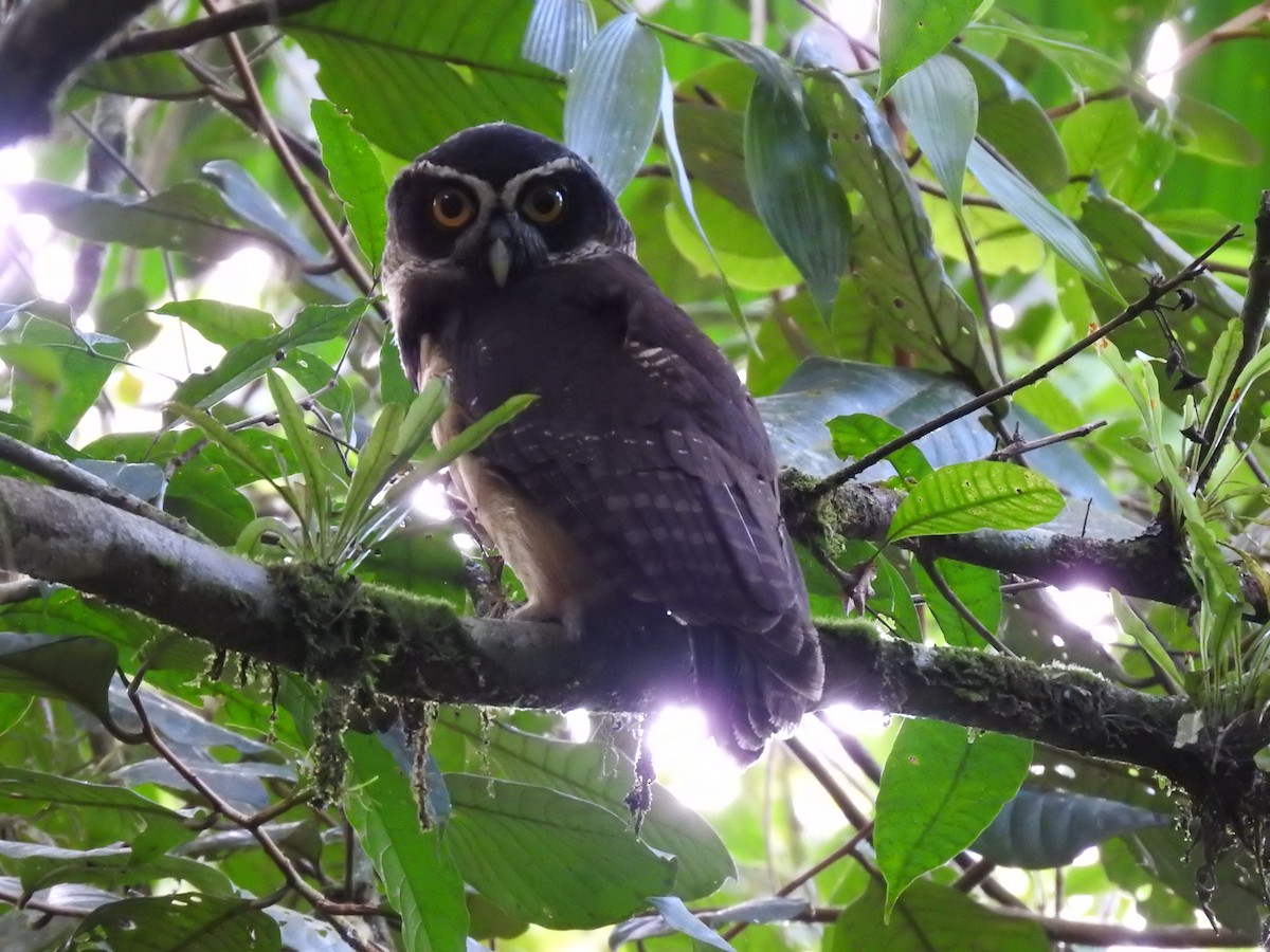 Spectacled Owl - ML619900734