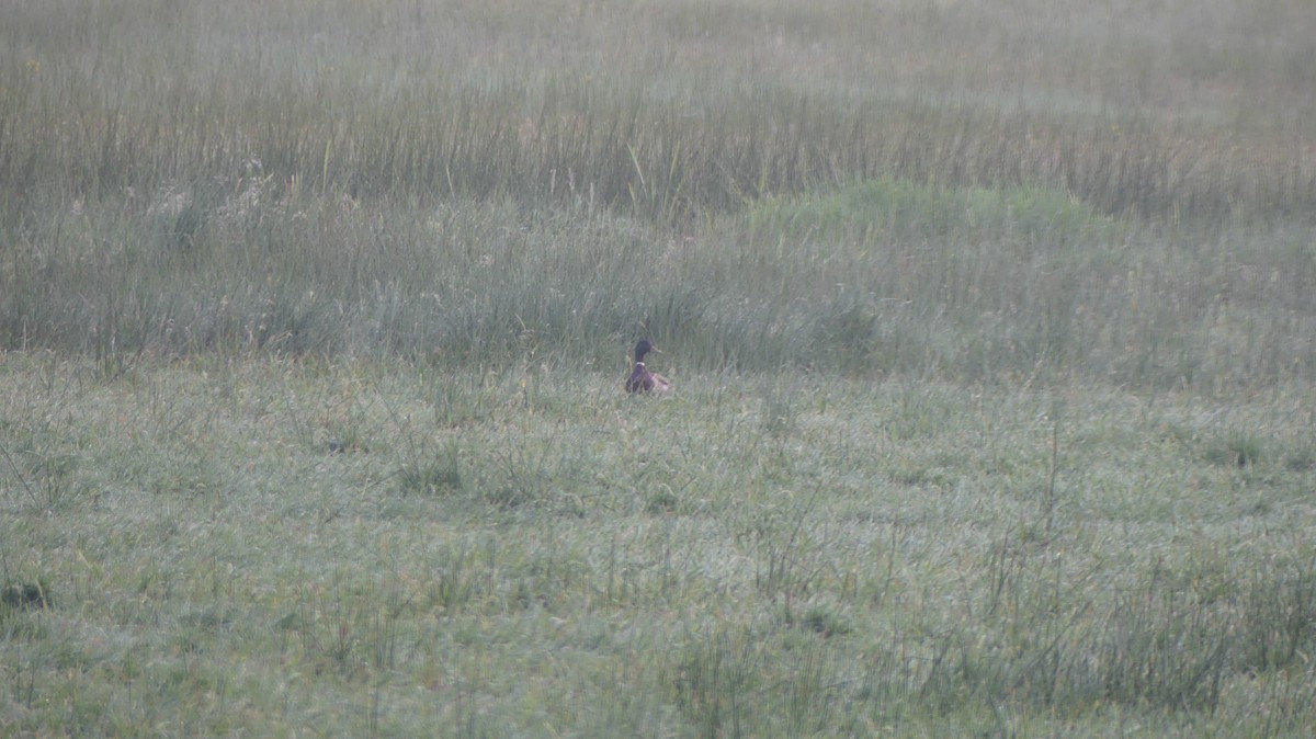 Mallard - ML619900739