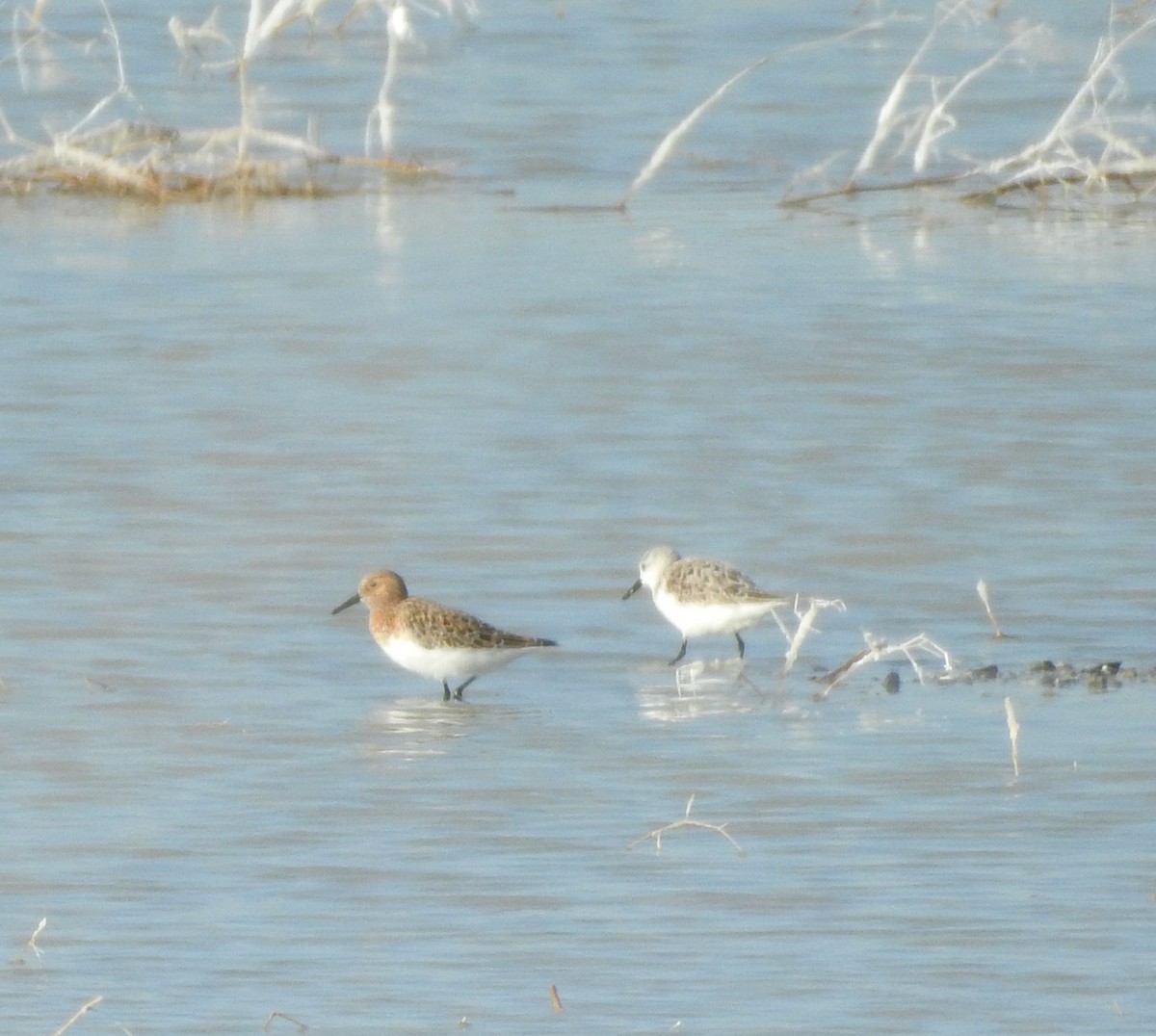 Sanderling - ML619900742