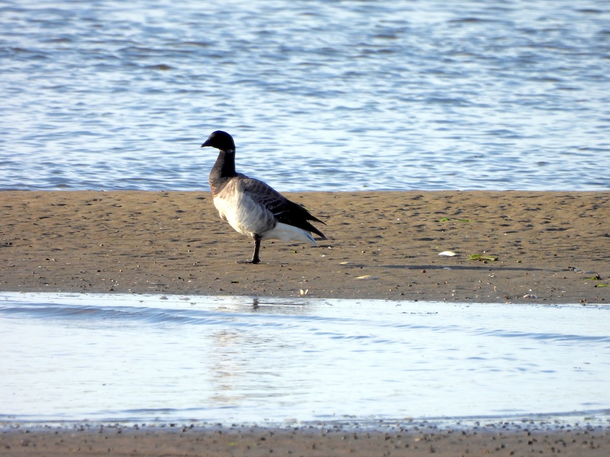 Brant - ML619900746