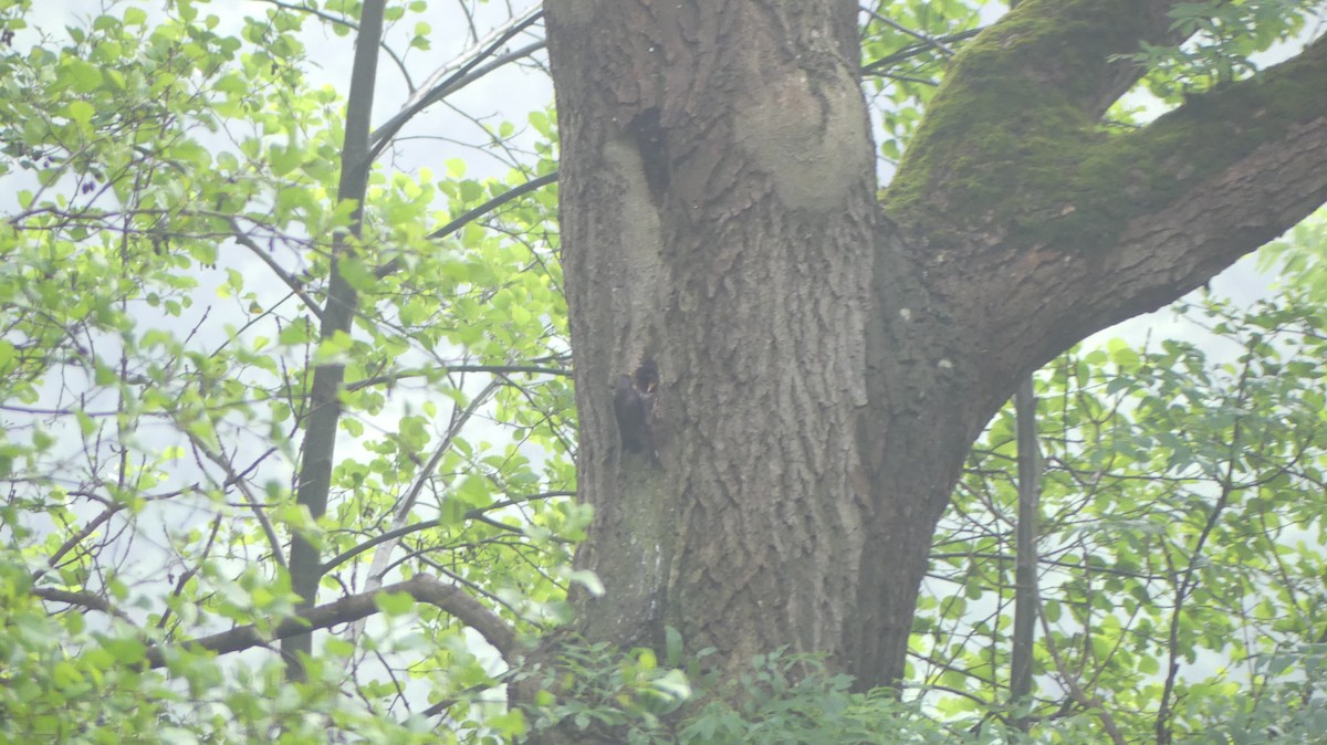 European Starling - ML619900762