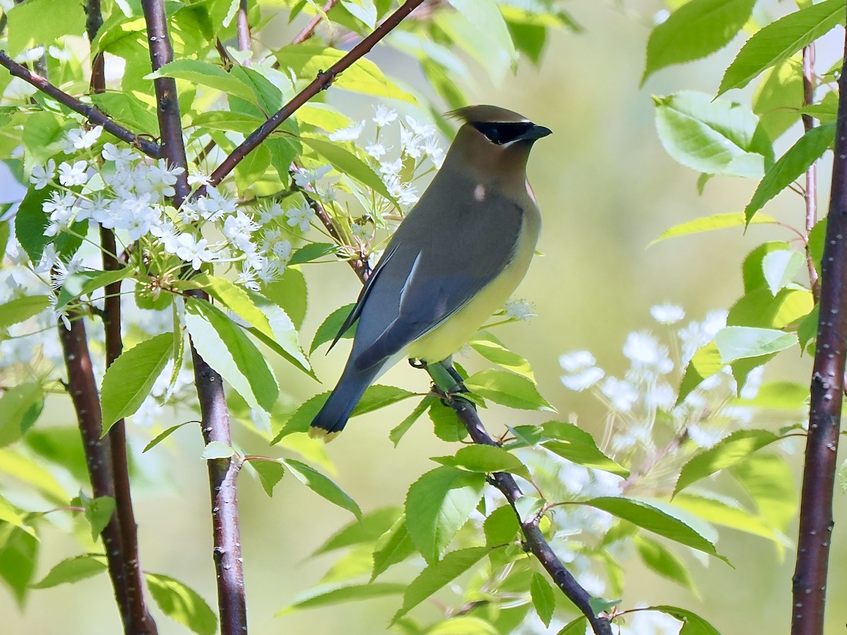 Cedar Waxwing - Gabriel Willow