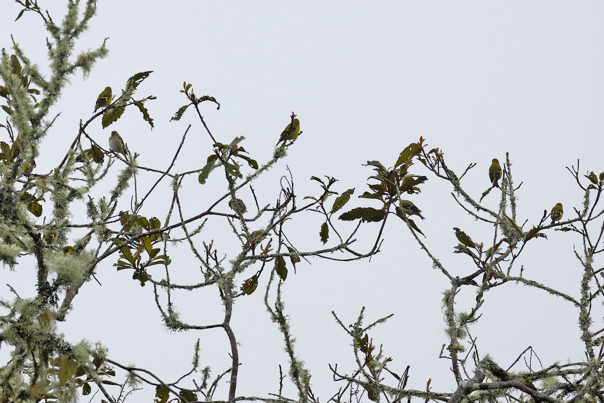 Andean Siskin - ML619900768