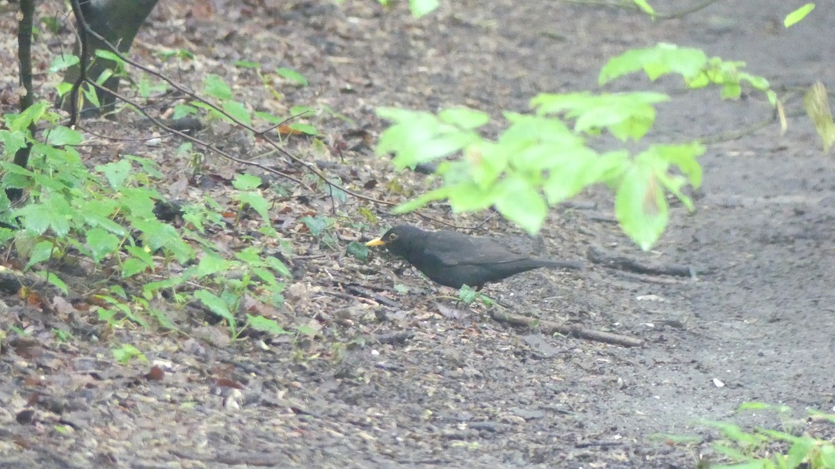 Eurasian Blackbird - ML619900775